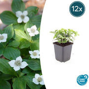 Cornus canadensis