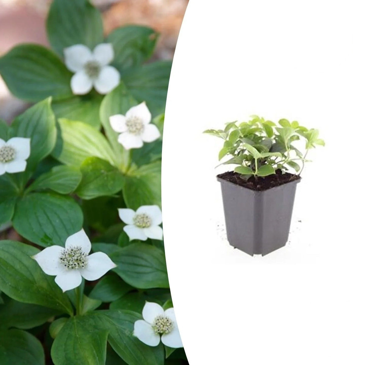 Cornus canadensis, plant in pot