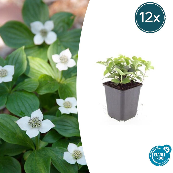 Cornus canadensis