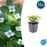 Cornus canadensis