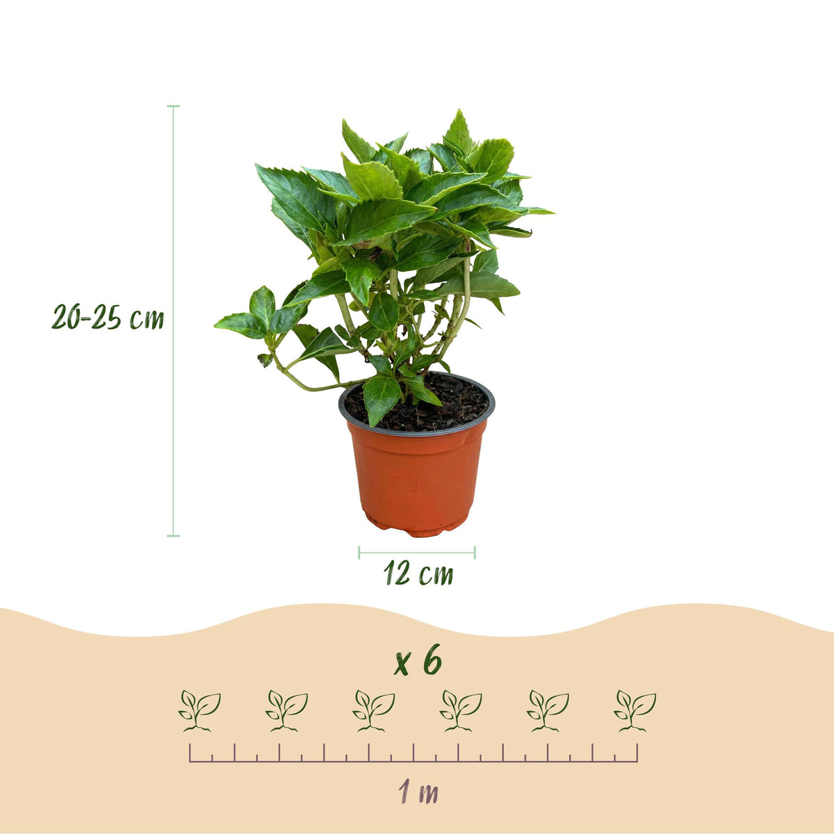 Bolhortensia, heester met witte bloembollen, groeiwijze van de plant
