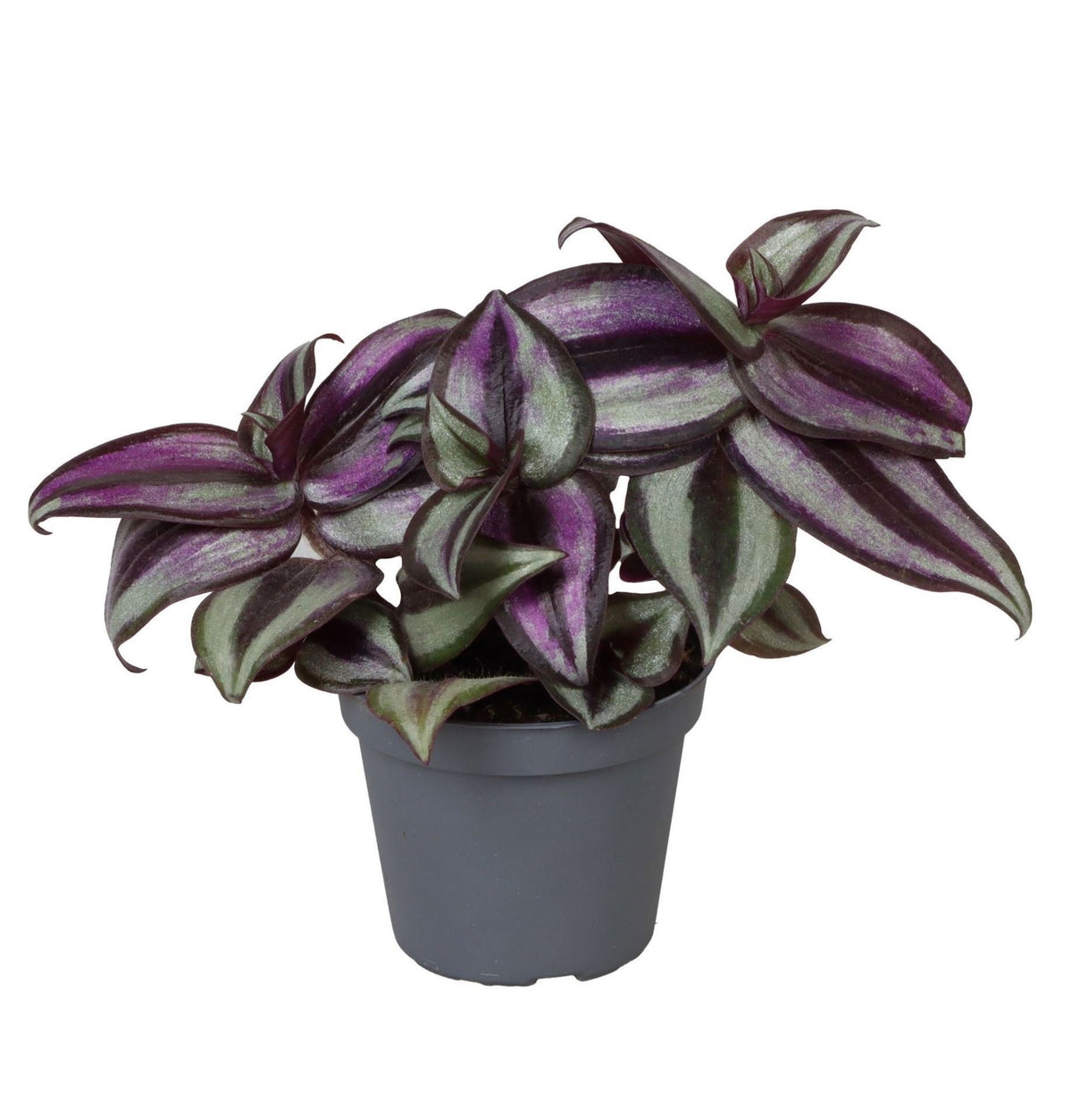 Tradescantia zebrina 'Pink Joy', paars-roze, babyplant 6 cm, plant in pot