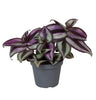 Tradescantia Zebra Pink Joy - Tradescantia Zebra Pink Joy - Paars - Roze - Tropisch - Ø6cm - ↕5cm