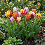 Tulp Flaming Beauty mix bloembollen, foto 2