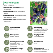Zomervruchten, BIO fruitplanten mix van 4 soorten