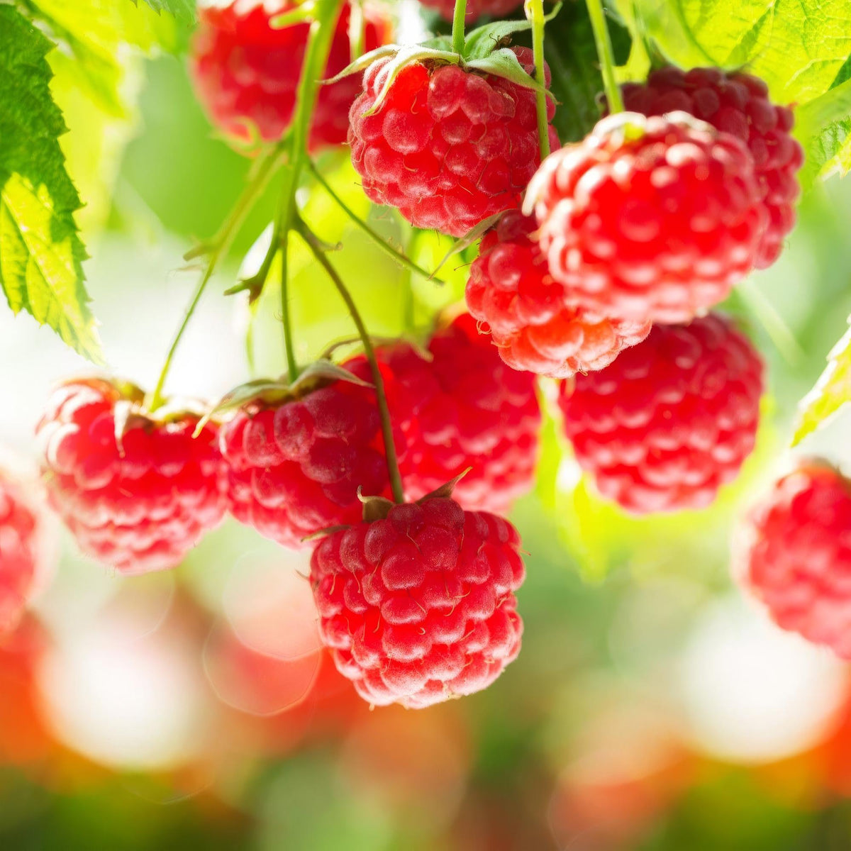 Frambozenplant Ottawa, fruitgewas voor de tuin, plant in pot