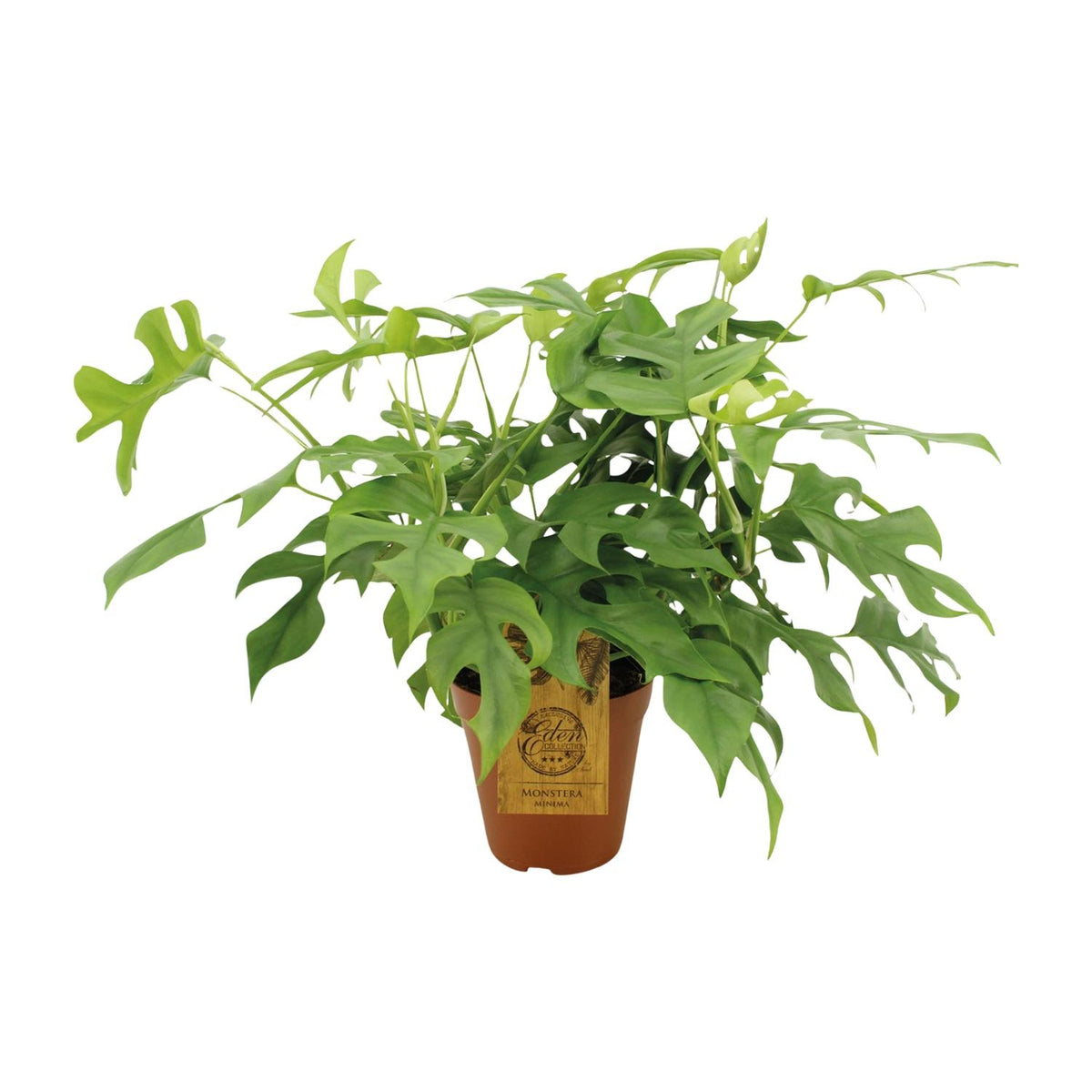 Productfoto van Monstera Minima