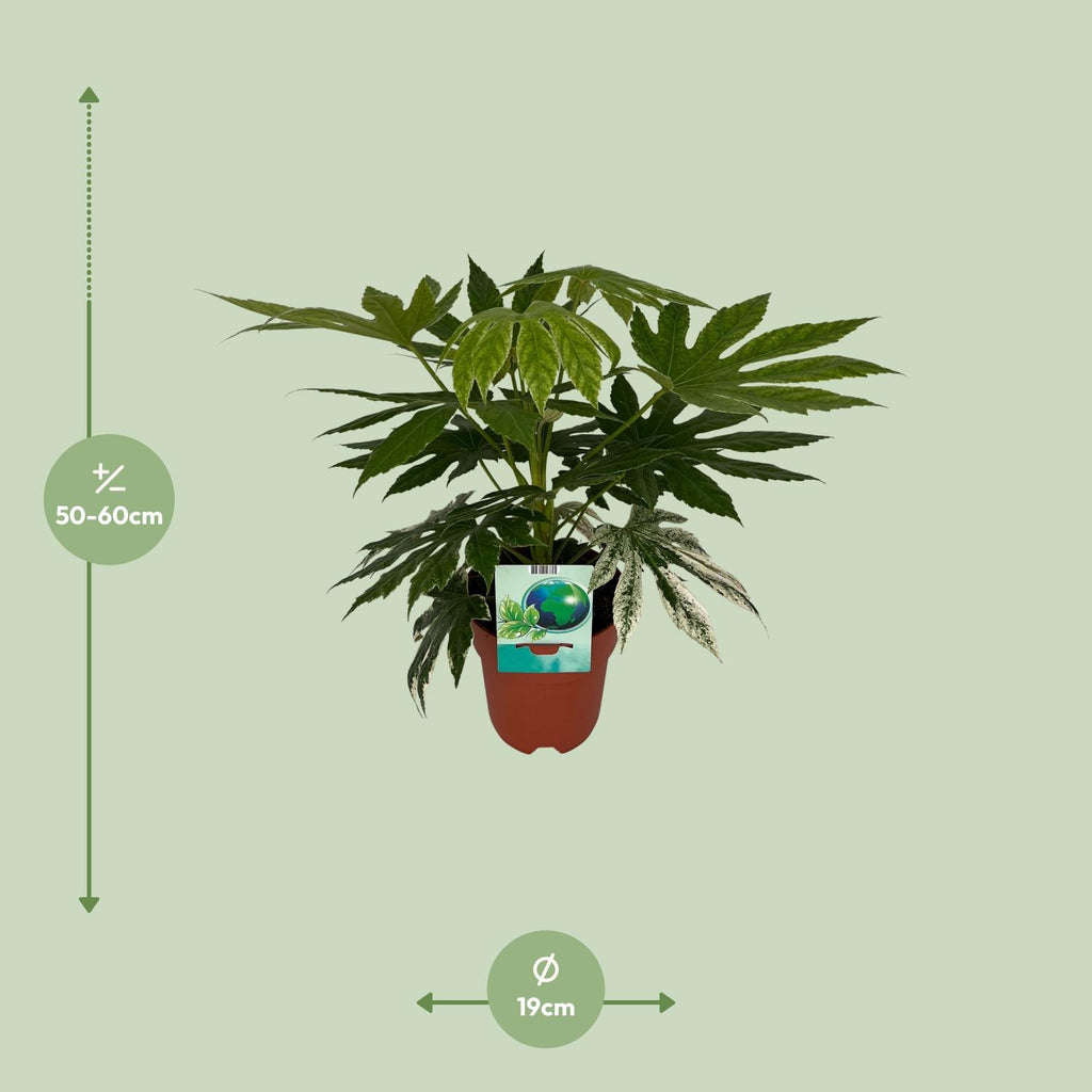 Detailfoto van Fatsia Japonica Variegata