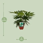 Detailfoto van Fatsia Japonica Variegata
