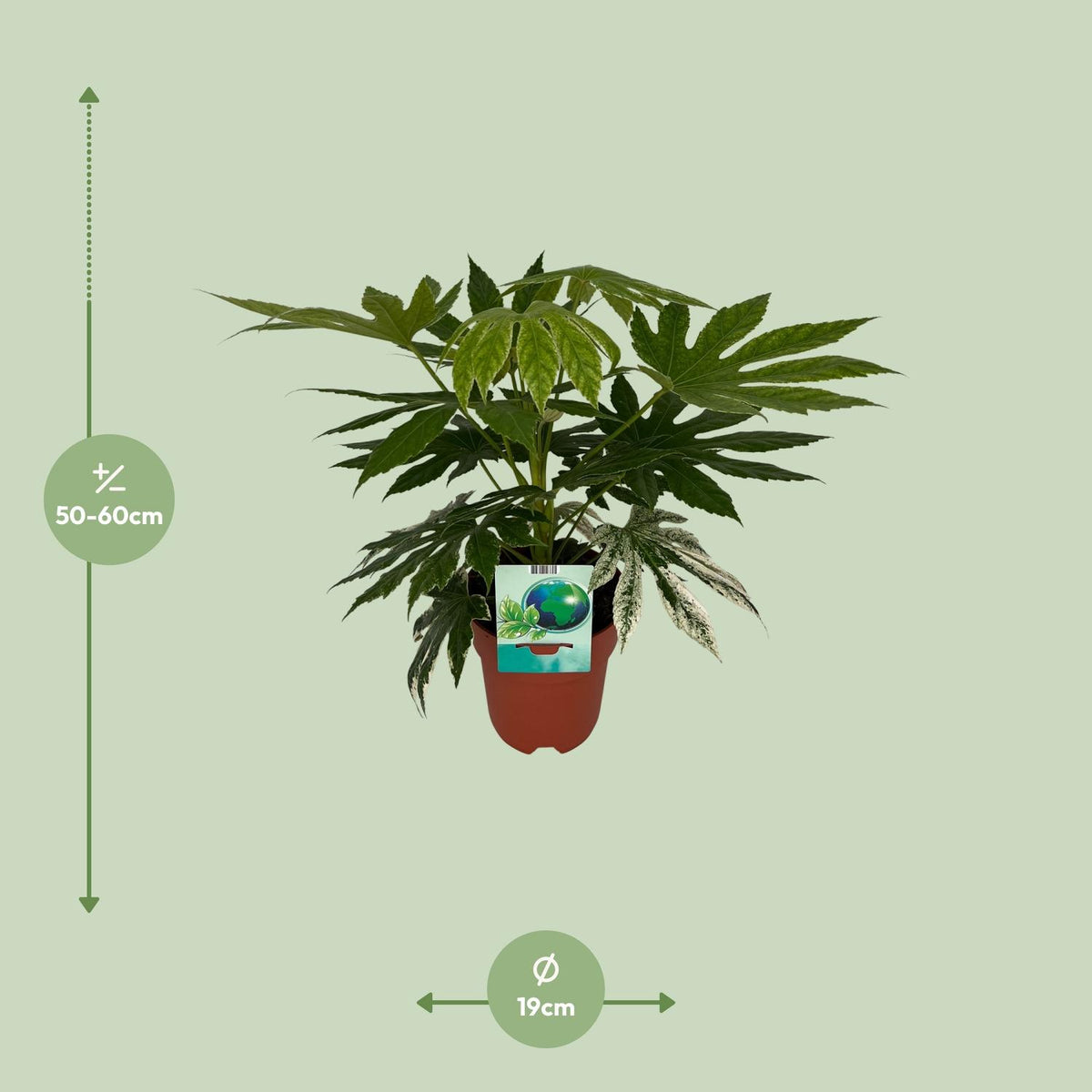 Detailfoto van Fatsia Japonica Variegata