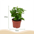 Koffieplant, kenmerkend blad