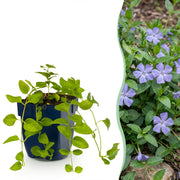 Vasteplant - Vinca major - Maagdenpalm - Bodembedekkend - Blauw - 12 Planten - Pot 11cm - Hoogte 15-25cm