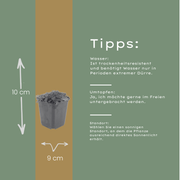 Thymus praecox &