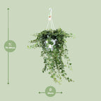 Detailfoto van Hedera Wonder Green