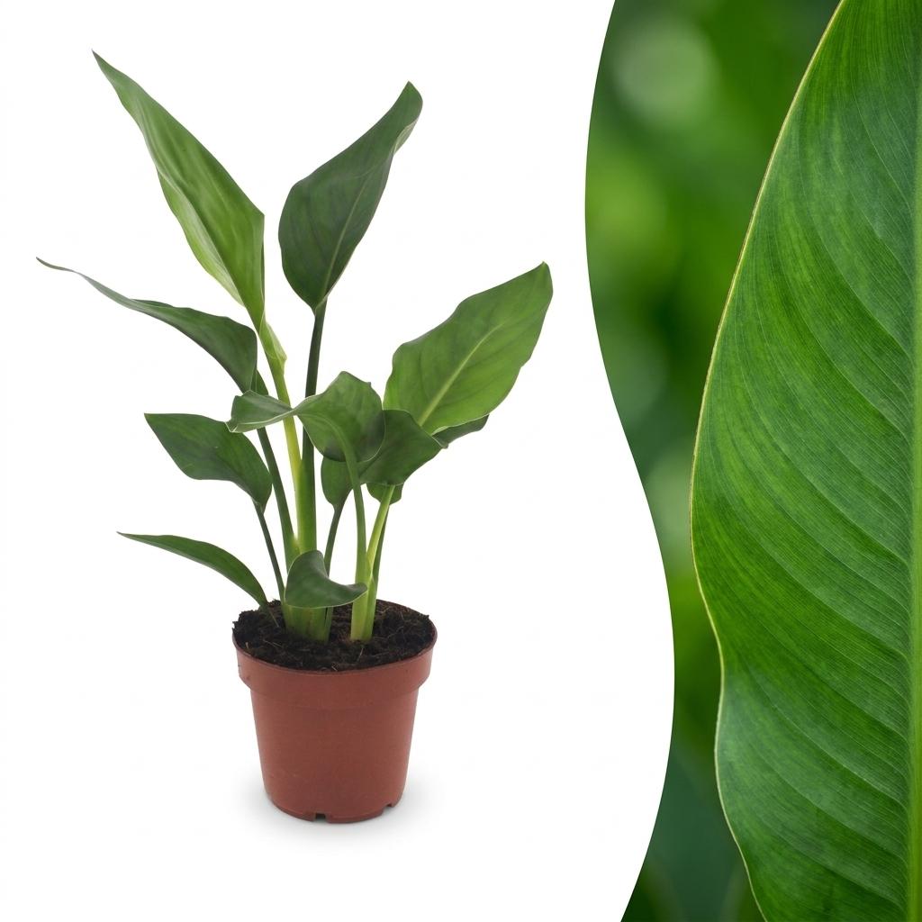 Strelitzia Reginea - Paradijsvogelbloem, plant in pot