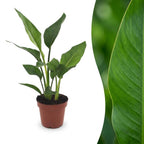 Strelitzia Reginea - Paradijsvogelbloem, plant in pot
