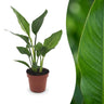 Strelitzia Reginea - Paradijsvogelbloem