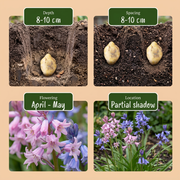 Spaanse boshyacint Hyacinthoides hispanica mix, foto 4