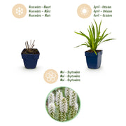 Liatris spicata Alba - Lampenkruid - Wit - 24 Planten