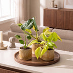 Kleine tropische planten uit de Baby Tropical Mix met Linnea Honey