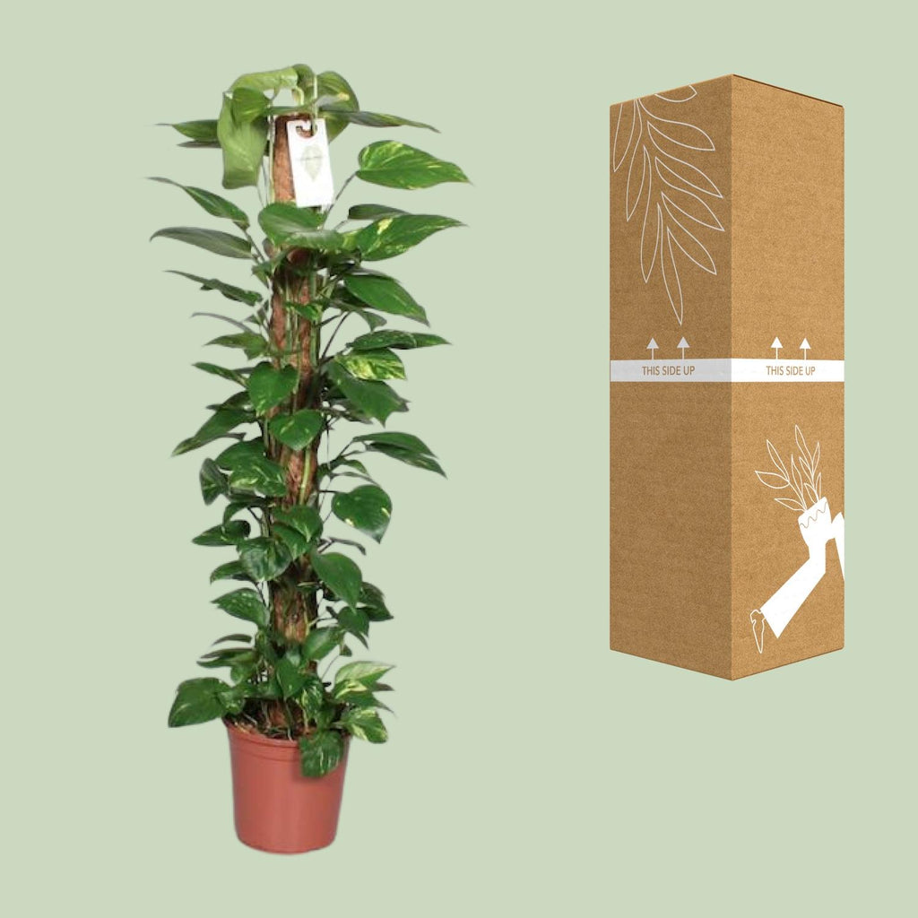 Detailfoto van Epipremnum Pinnatum Mosstok Scindapsus