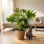 Philodendron Lickety Split met Mand, kenmerkend blad