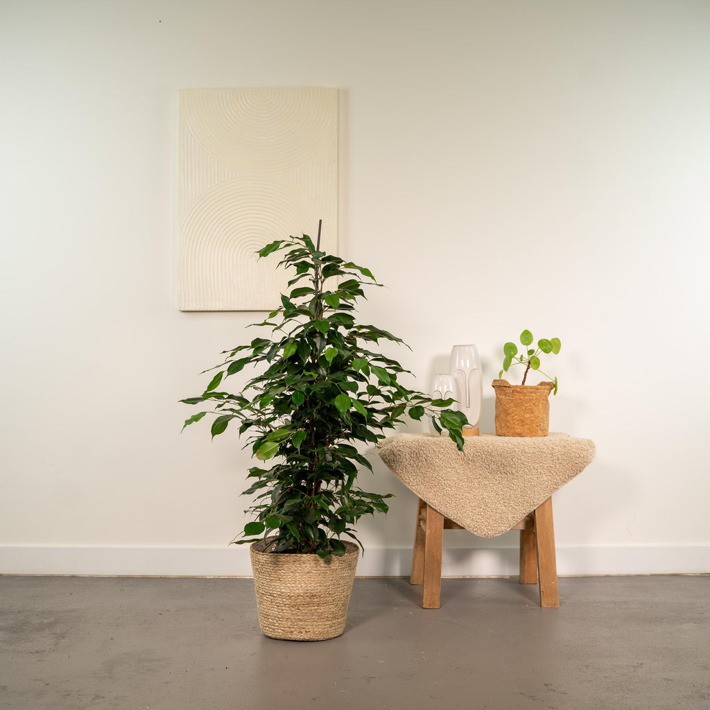 Productfoto van Ficus benjamina Danielle