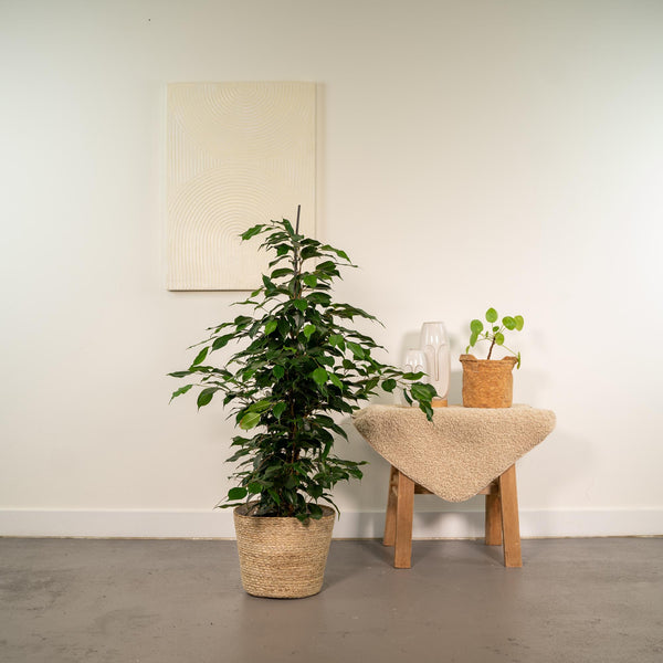 Ficus benjamina Danielle