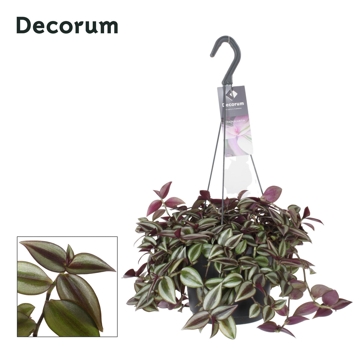 Productfoto van Tradescantia Zebrina Purpusii