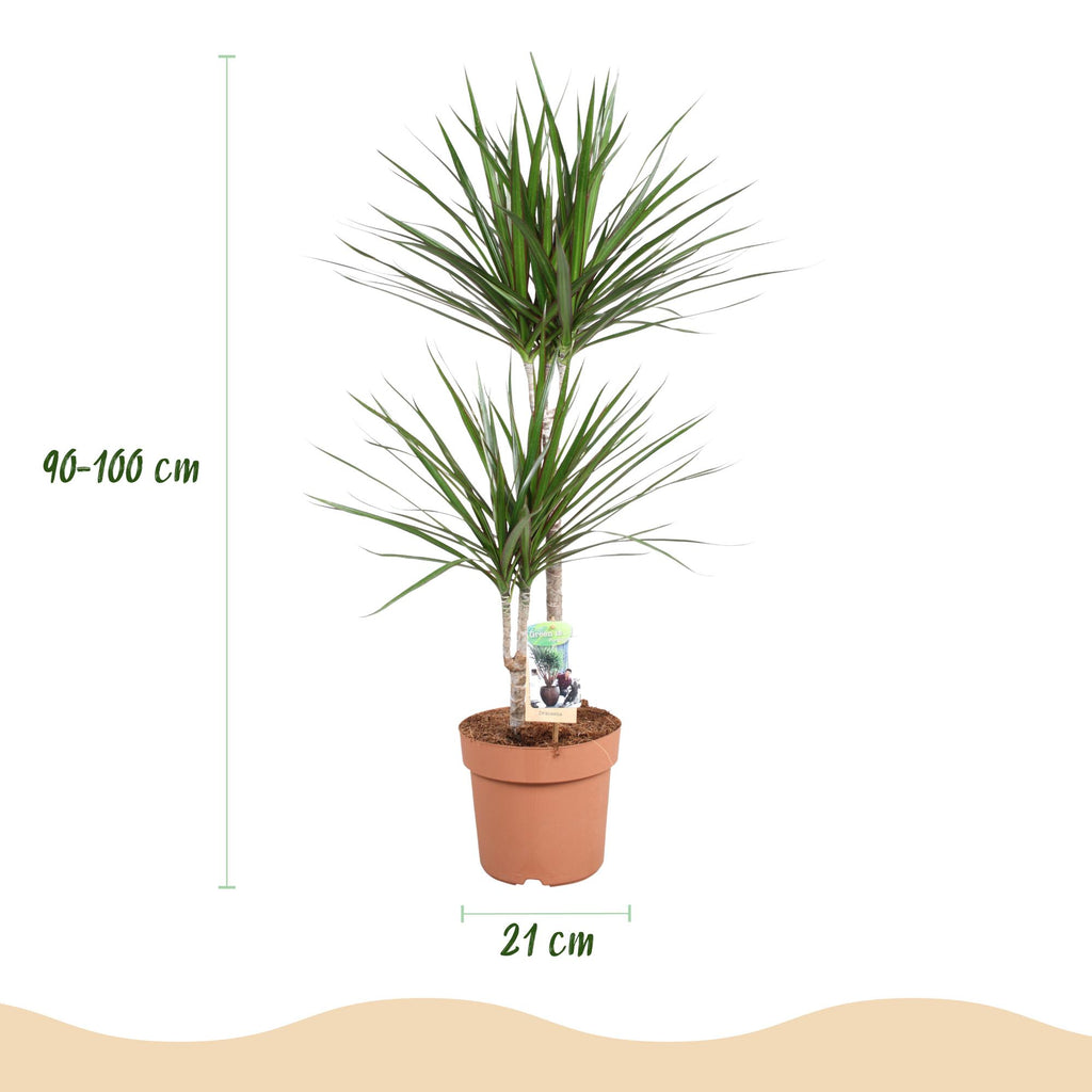 Dracaena Marginata, kenmerkend blad