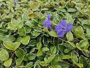 60x Vinca minor &