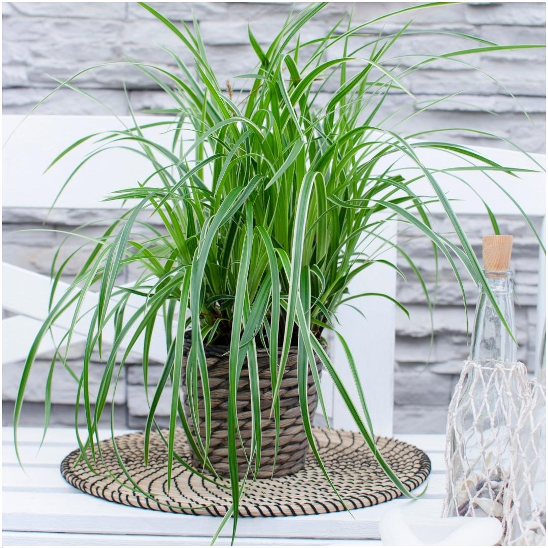 Carex morrowi 'Ice Dance', plant in pot