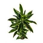 Dracaena Fragrans Golden Coast met mand, detail van het blad
