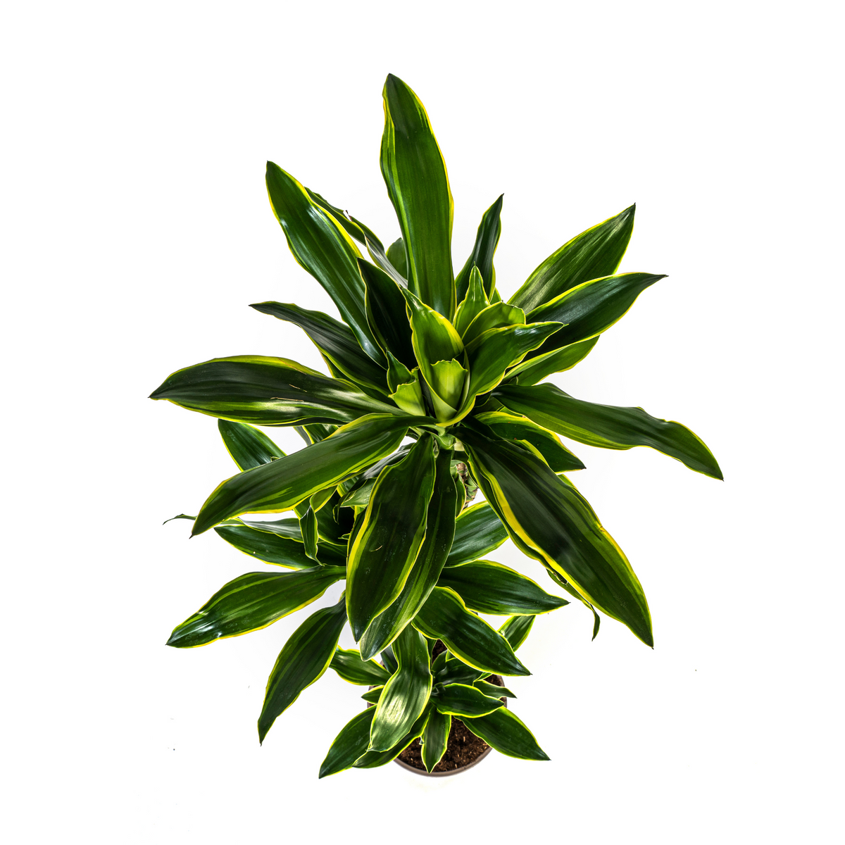 Dracaena Fragrans Golden Coast met mand, detail van het blad