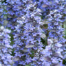 12x Ajuga reptans