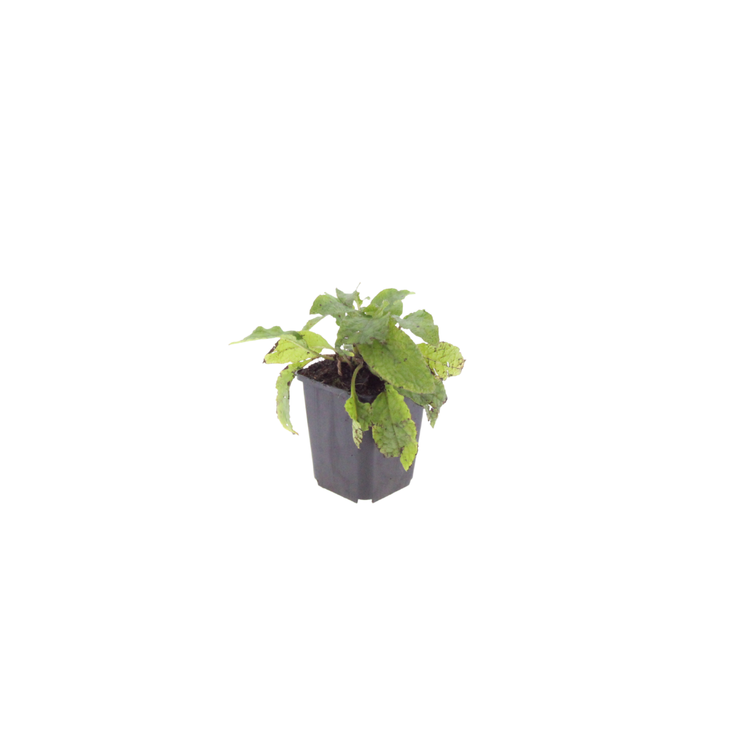Symphytum grandiflorum, groene bladeren