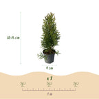 Thuja occidentalis Smaragd, 30-35 cm hoog, groene bladeren