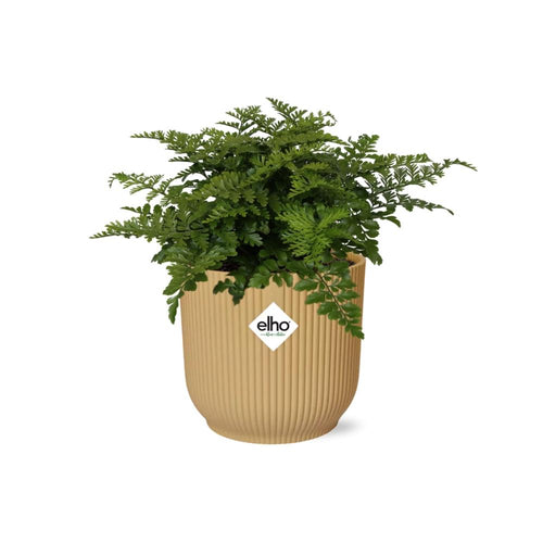 Asplenium Parvati in ELHO Vibes Fold 14cm geel, detail van het blad