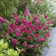 3x Buddleja davidii Butterfly Candy Little Ruby
