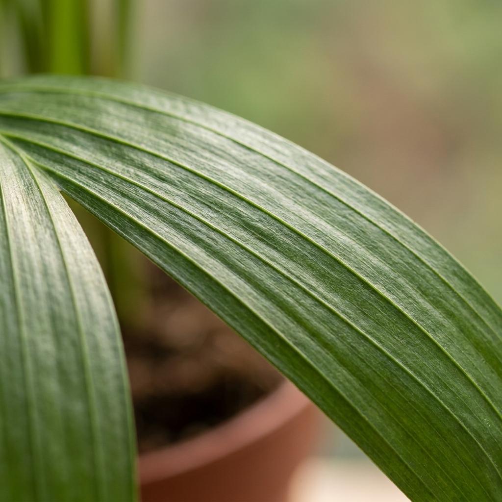 Areca Lutescens - Goudpalm met Mand, groene bladeren