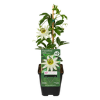 Witte passiebloem 'Constance Elliott', P9 pot, groene plant met kenmerkend blad