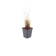 Calamagrostis brachytricha