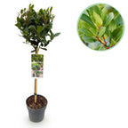 Laurus nobilis, detail van het blad