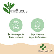 Buxus Pyramide - BetterBuxus Skylight - Resistant tegen de Buxus Schimmel - 2 Planten - Pot 23cm Hoogte 60-70cm
