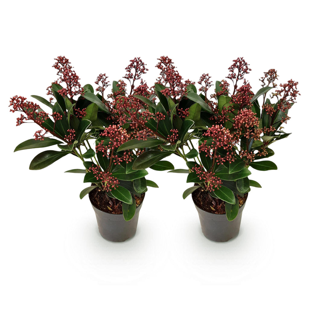 Skimmia japonica Rubella, kenmerkend blad