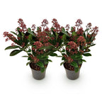 Skimmia japonica Rubella, kenmerkend blad