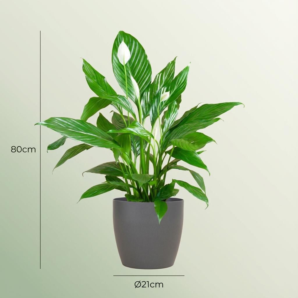 Spathiphyllum met grijze pot, groene bladeren
