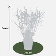 Miscanthus sinensis Strictus
