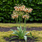 Allium Siculum, kenmerkend blad