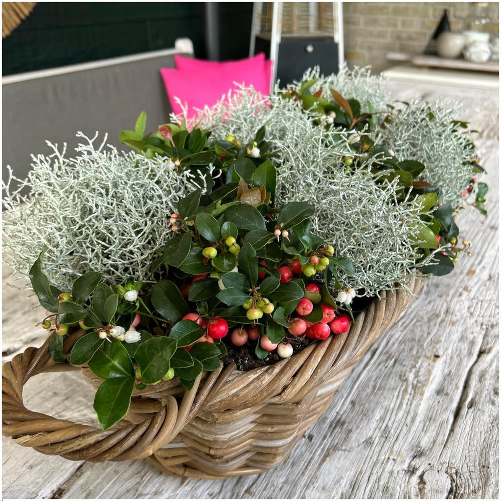 Productafbeelding van Pureplant